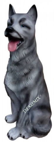 Hund Alaskan Husky sitzend groß