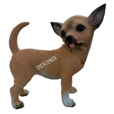 Chihuahua Hund stehend klein