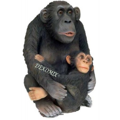 Schimpanse mit kleiner