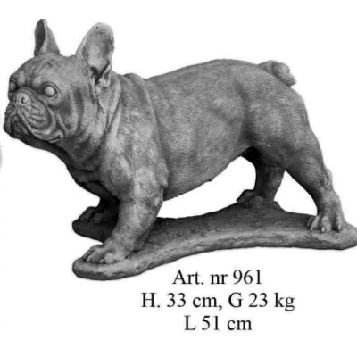 Französische Bulldogge stehend