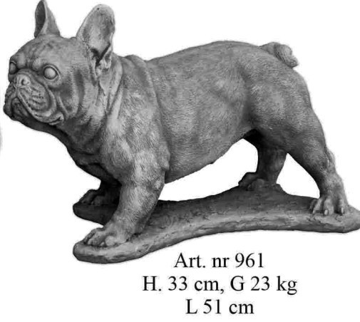 Französische Bulldogge stehend